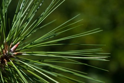 Pinus jeffreyi - borovice Jeffreyova - jehlice